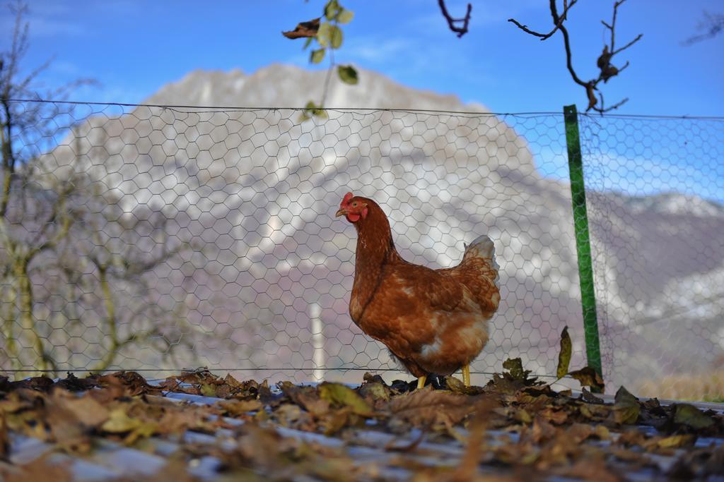 Ekoloska Turisticna Kmetija Pri Lovrcu Tolmin Exterior foto